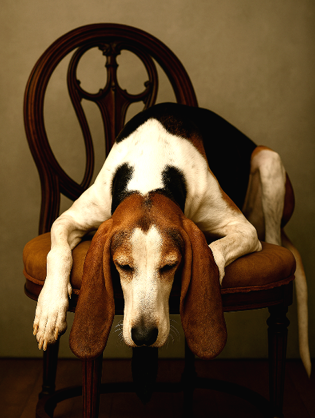 Basset hound draped over an antique chair